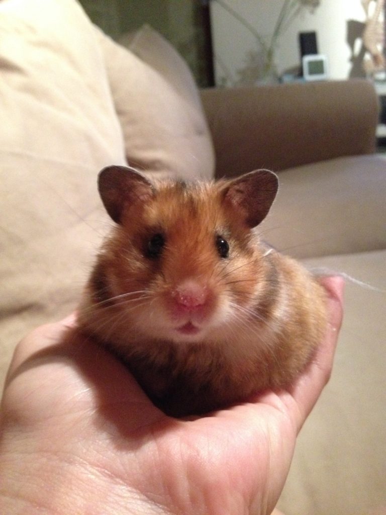 tentoonstelling begroting Anoi Hamstery Eevee – Syrische hamster hobby fokkerij